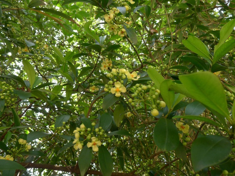 Hình ảnh hoa cây Dọc