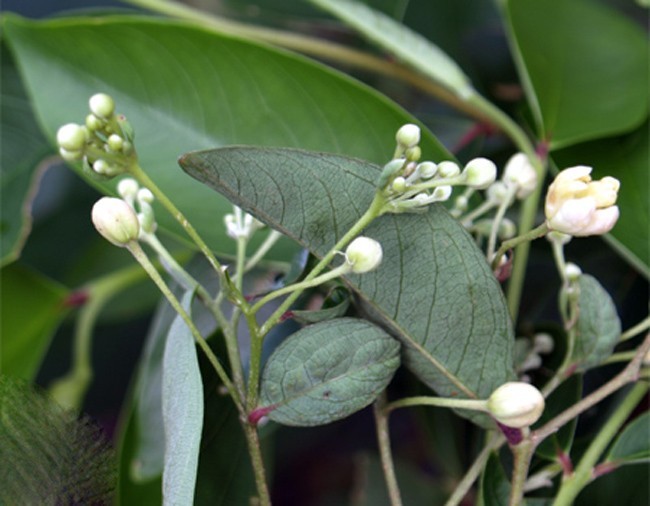 Hình ảnh hoa cây Dó