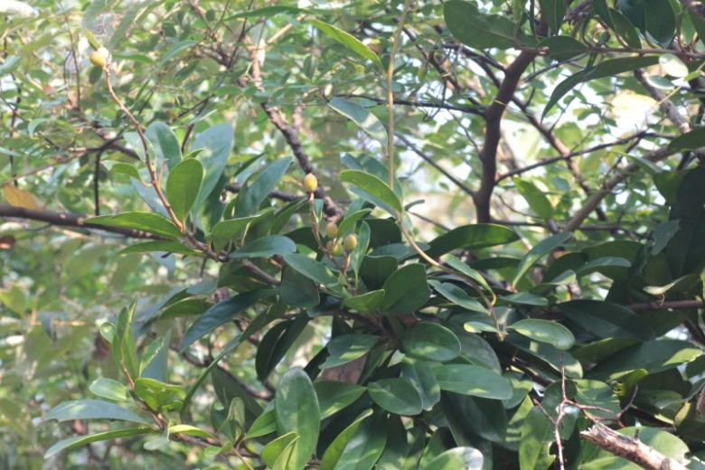 Hình ảnh cây Đinh công