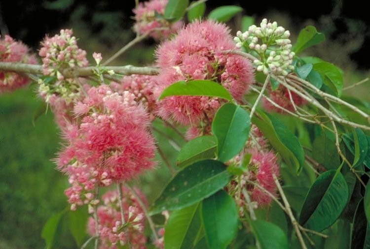 Hình ảnh hoa cây Điều đỏ