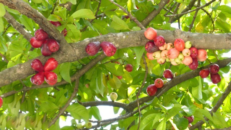 Hình ảnh quả cây Điều đỏ - Syzygium malaccense