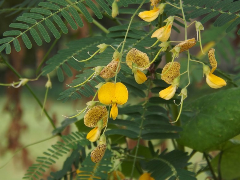 Hình ảnh hoa cây Điền thanh gai, Điên điển gai, Rút dại - Sesbania bispinosa