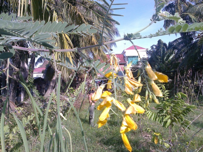 Hình ảnh cây Điên điển, Điền thanh hạt tròn, Muồng rút - Sesbania javanica