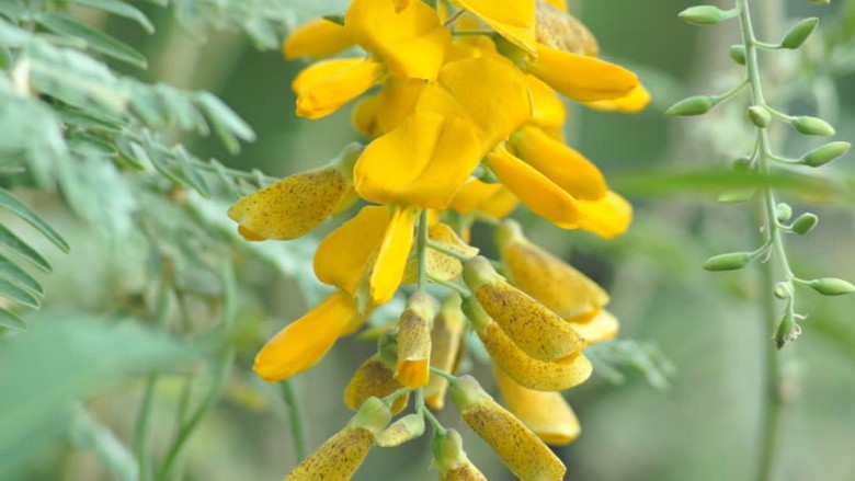 Hình ảnh hoa cây Điên điển, Điền thanh hạt tròn, Muồng rút - Sesbania javanica