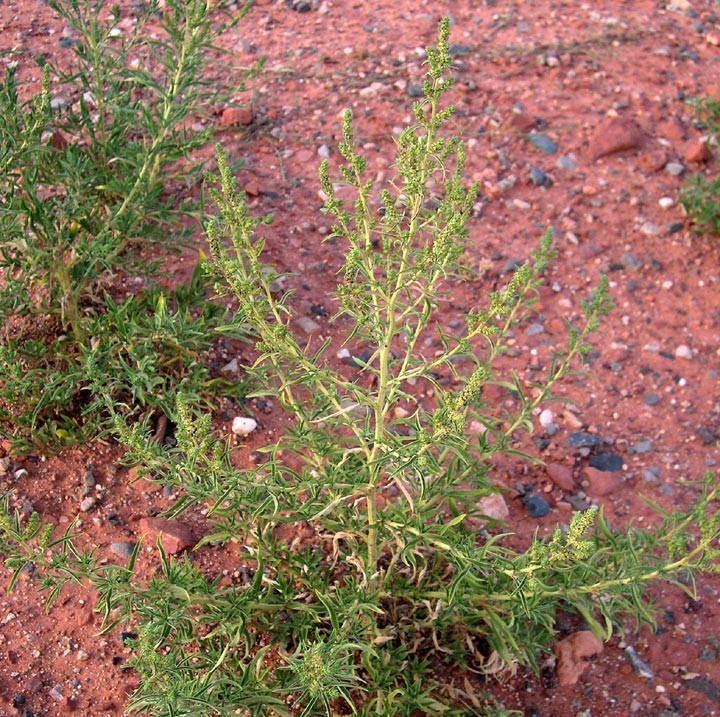 Hình ảnh cây Địa phu - Kochia Scoparia