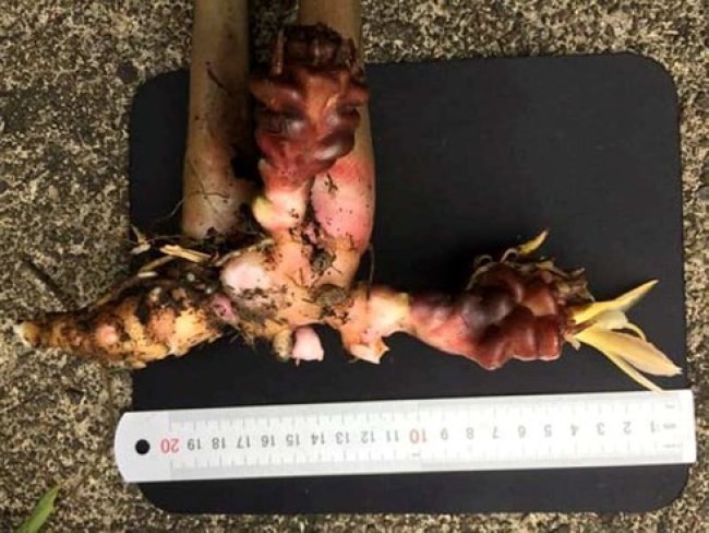 Củ gừng có chiều dài khoảng 20cm.