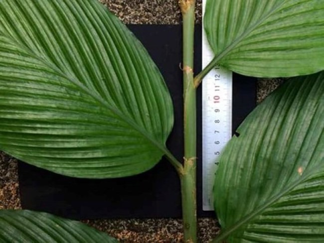 Lá có hình elip hay oval đặc trưng, kích thước 26–50.8 × 9–14.7 cm.
