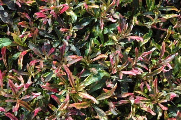 Hình ảnh cây Dệu cảnh, Dền cảnh - Alternanthera bettzickiana