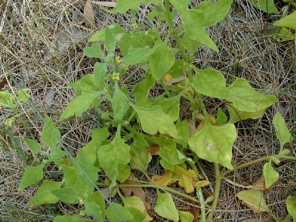Hình ảnh cây Dền tây - Tetragonia tetragonoides