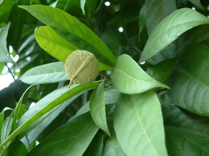 Hình ảnh cây Đen - Cleidiocarpon cavaleriei