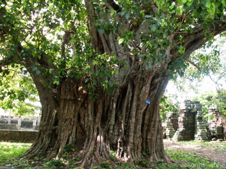 Hình ảnh cây Đề hay Đa bồ đề - Ficus religiosa
