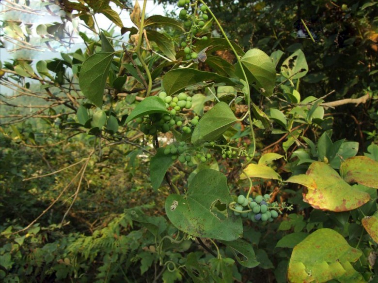 Hình ảnh cây Dây xanh lông, Dây một, Dây Cót ken, Dây sâm, Dây hoàng thanh - Cocculus sarmentosus
