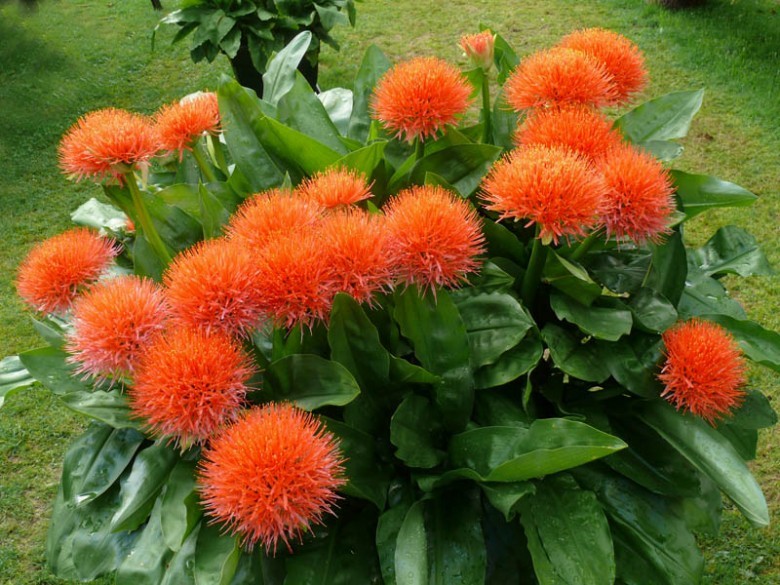 Hình ảnh cây Huyết hoa, Hoa quốc khánh - Haemanthus multiflorus