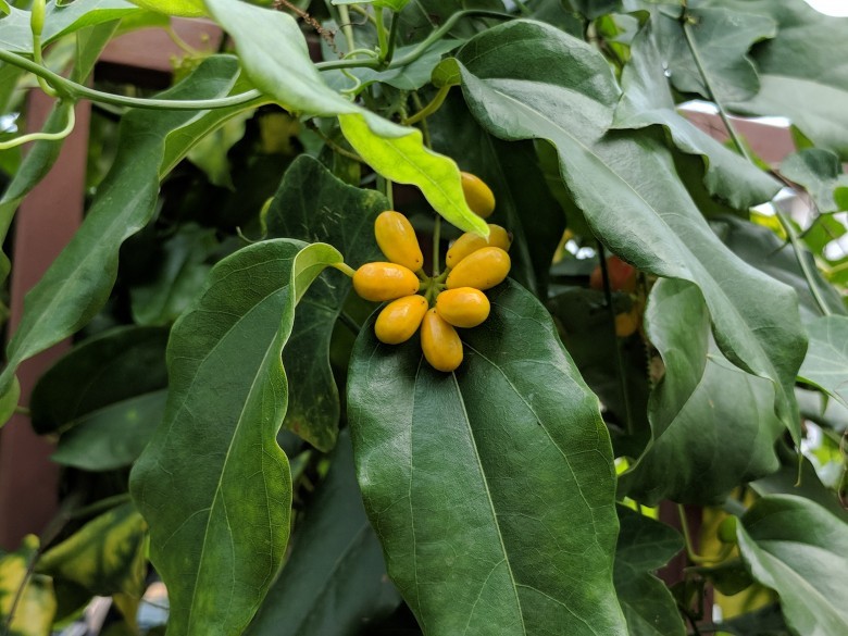 Hình ảnh lá và quả cây Dây sương sâm nhọn