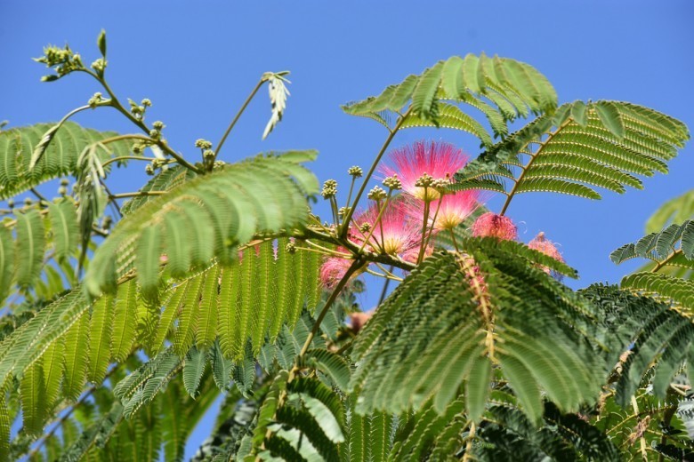 Hình ảnh lá và hoa cây Hợp hoan