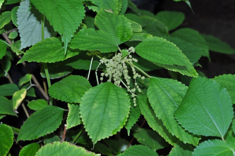 Hình ảnh cây Đay suối