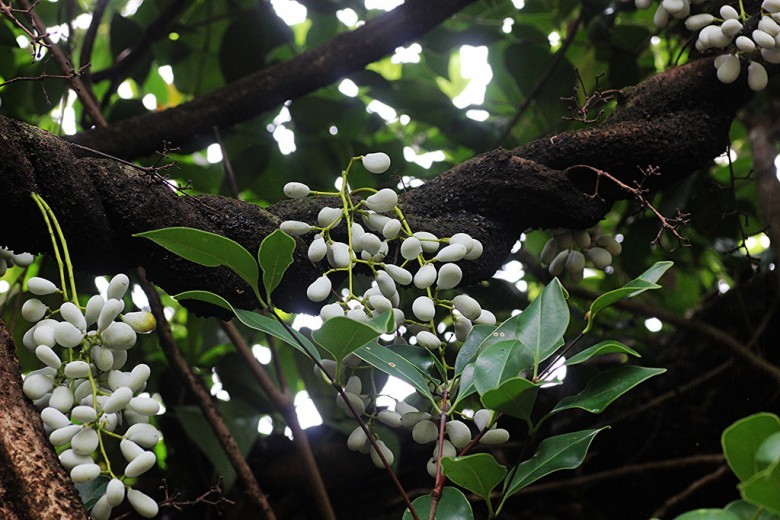 Hình ảnh cây Dây song bào