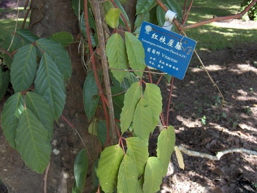 Hình ảnh cây Dây rơm