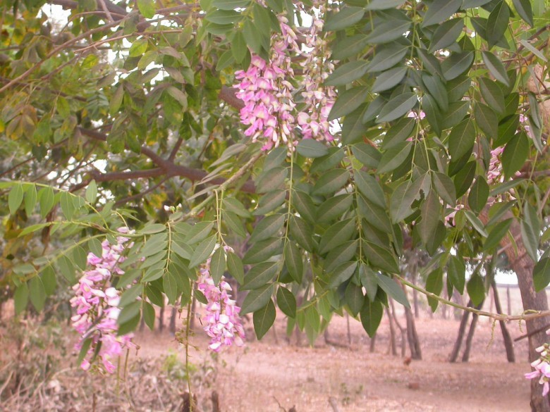Hình ảnh hoa, lá cây Hồng mai