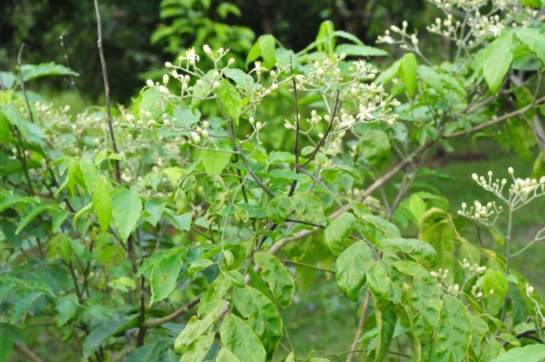 Hình ảnh cây Hồng bì rừng