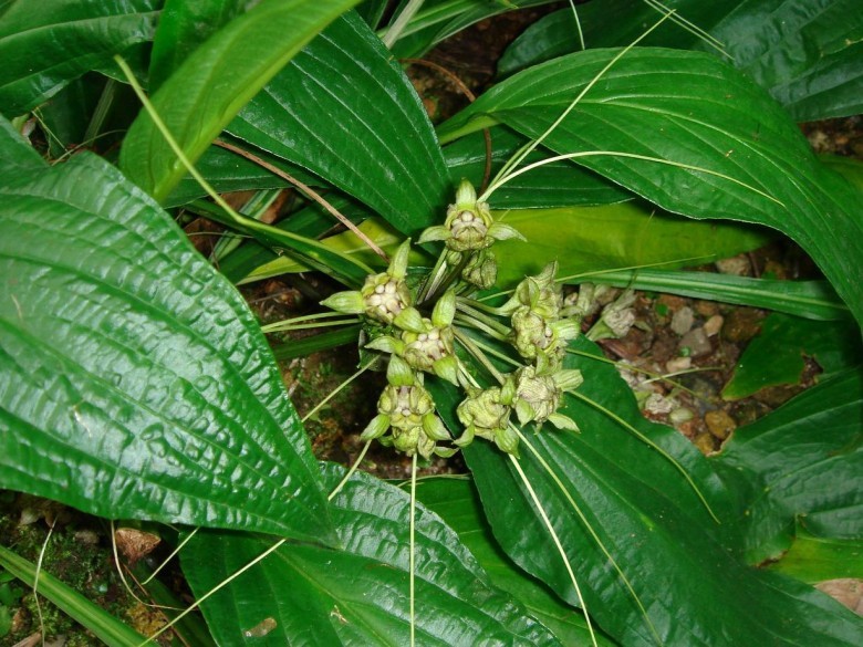 Hình ảnh hoa cây Hồi đầu