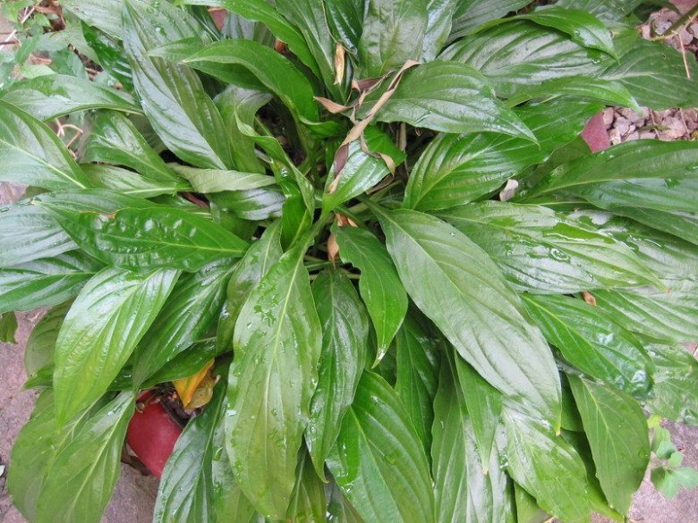 Hình ảnh cây Hồi đầu