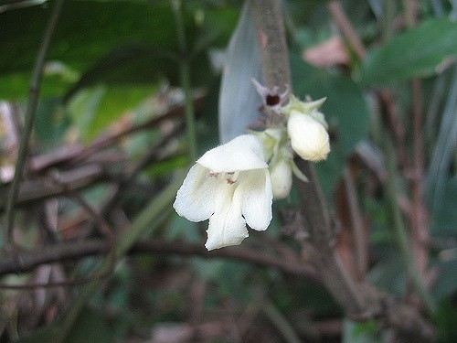 Hình ảnh cây Hôi