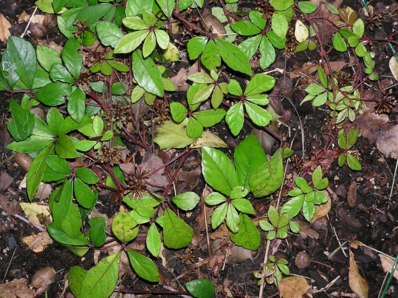 Hình ảnh cây Dây quai tròn