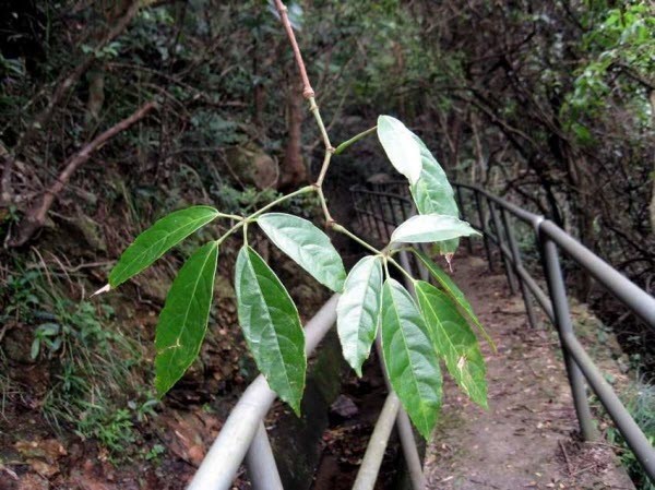 Hình ảnh cây Dây quai ba lô 