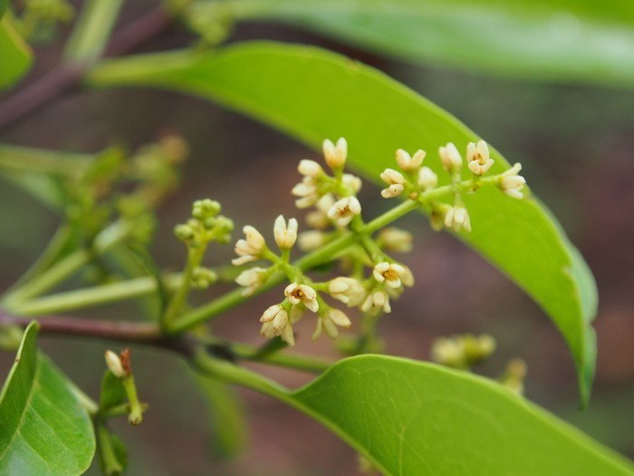 Hình ảnh chùm hoa cây Hồ bì