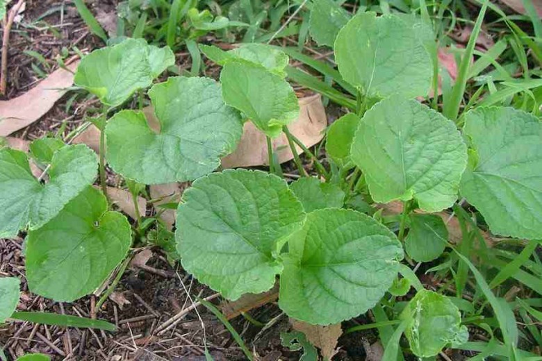 Hình ảnh cây Hoa tím