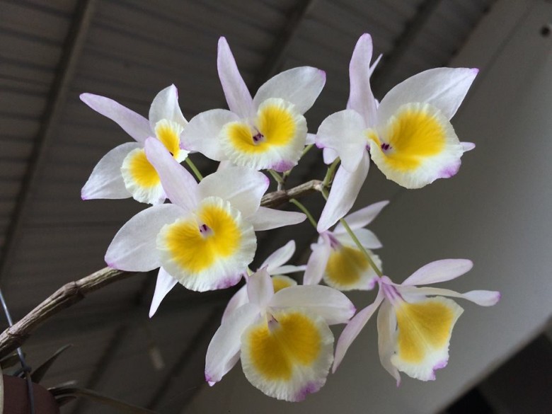 Hình ảnh hoa cây Hoa thảo, Ý thảo - Dendrobium gratiosissimum