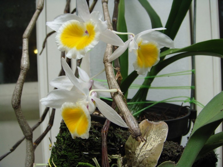 Hình ảnh cây Hoa thảo