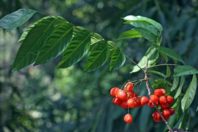 Hình ảnh cây Hoạt bi