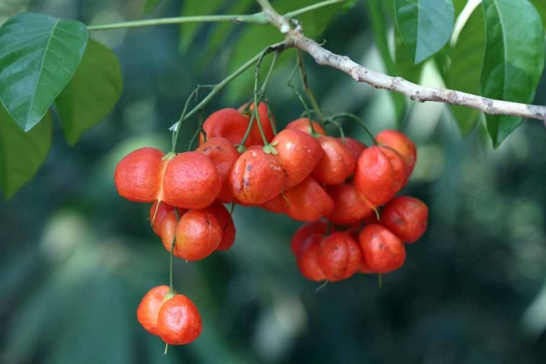 Hình ảnh quả cây Hoạt bi