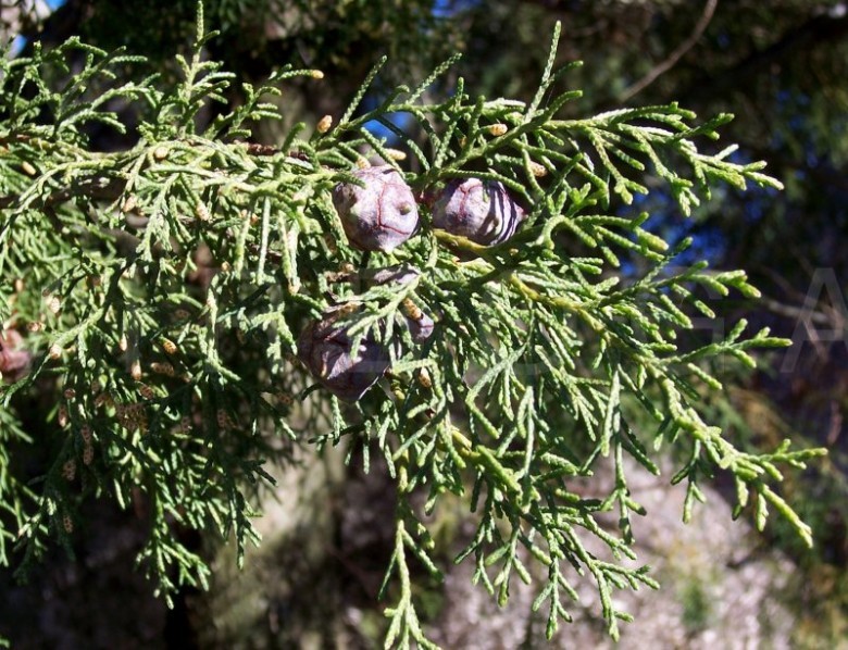 Hình ảnh quả và lá cây Hoàng đàn