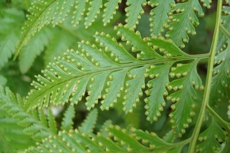 Hình ảnh cây Hắc xà