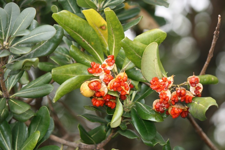 Hình ảnh quả cây Hải đồng - Pittosporum tobira