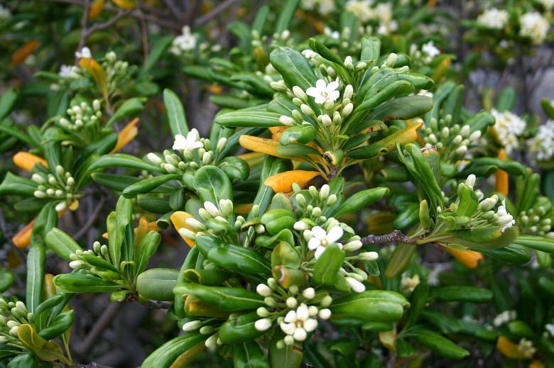 Hình ảnh hoa cây Hải đồng - Pittosporum tobira