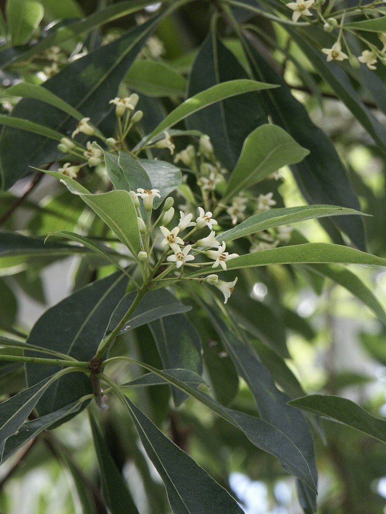 Hình ảnh hoa cây Hải đồng nhiều hoa