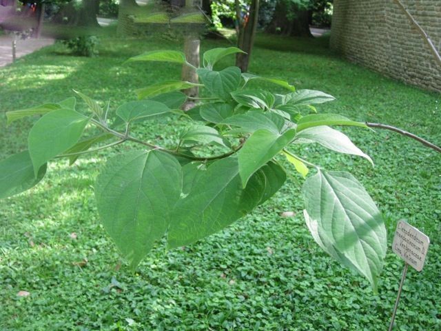 Hình ảnh cây Hải thông