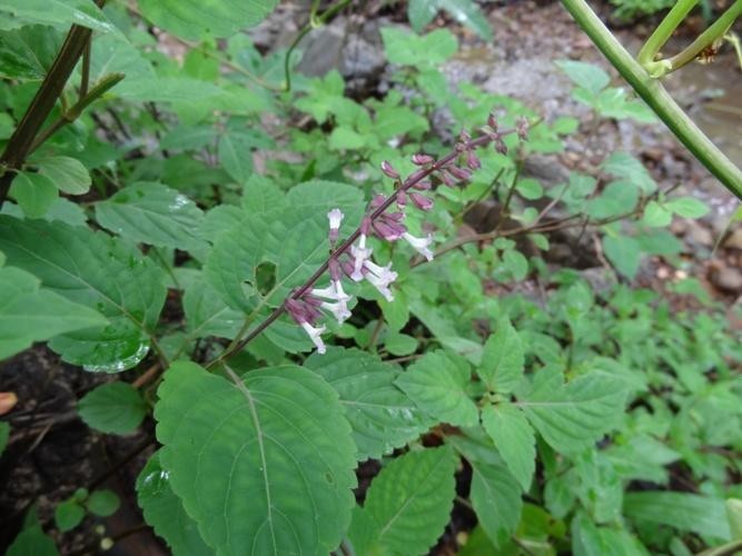 Hình ảnh cây Hàm huốt