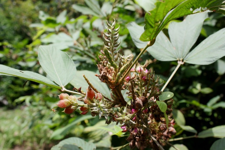 Hình ảnh cây Hàm xì