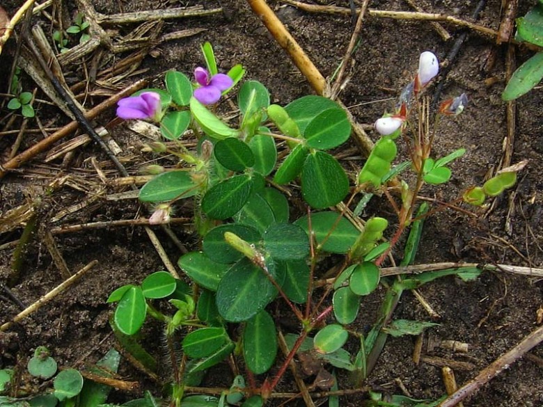 Hình ảnh cây Hàn the