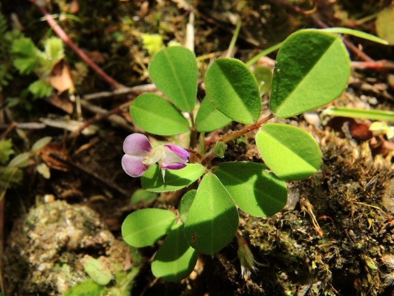 Hình ảnh hoa cây Hàn the