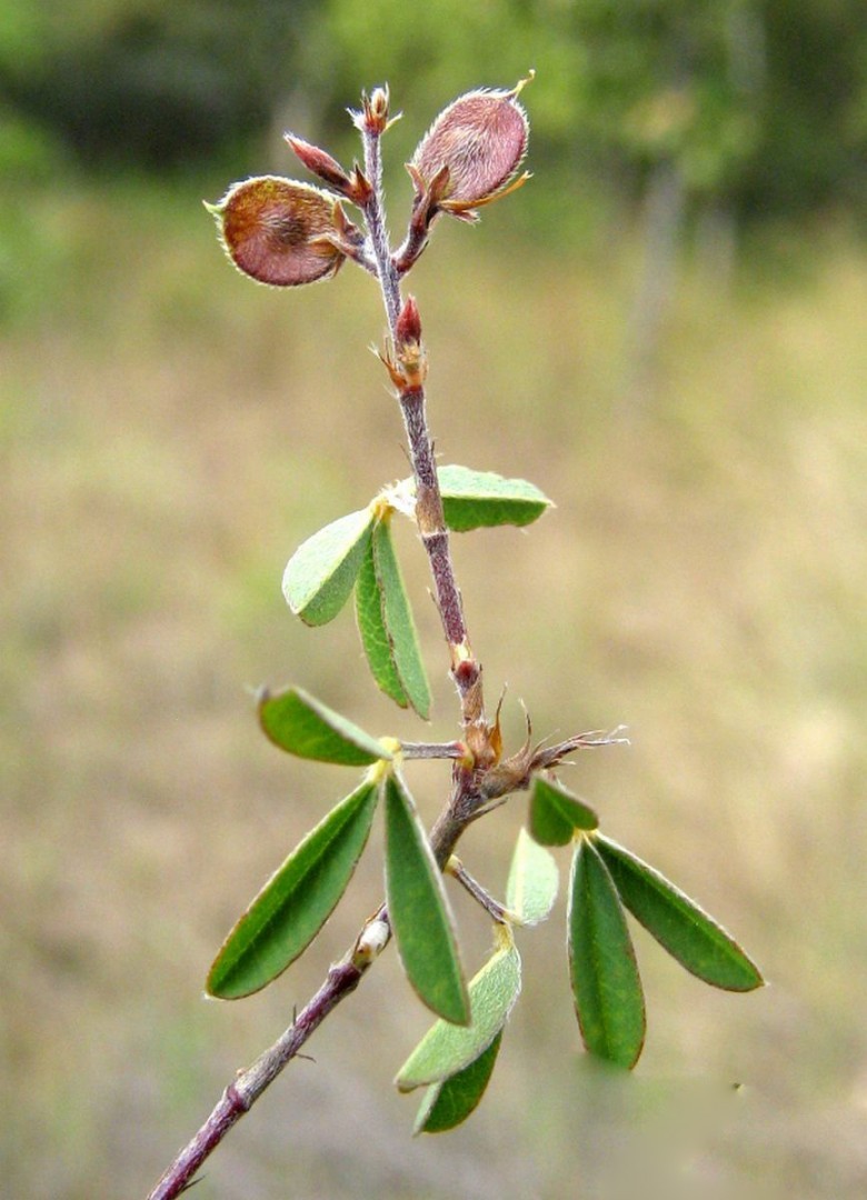 Hình ảnh cây Hàn the cây