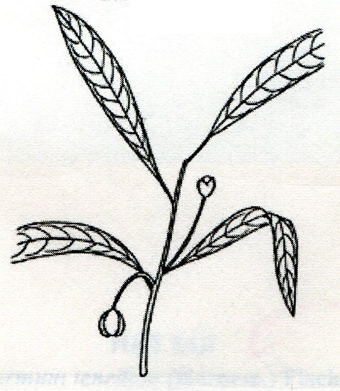 Hình ảnh cây Háo duyên trị lãi