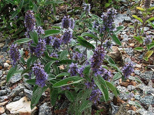 Hình ảnh cây Hoàng cầm Nam bộ