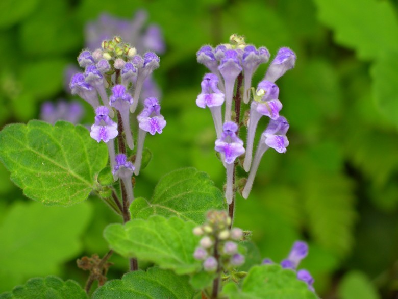 Hình ảnh cây Hoàng cầm Ấn