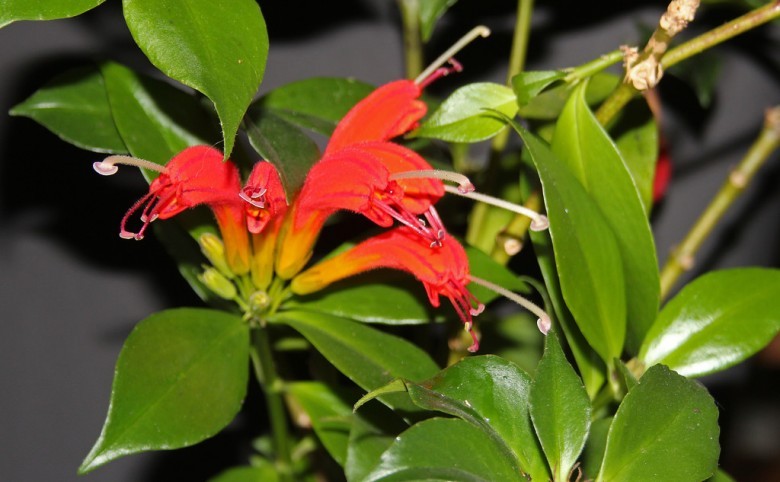 Hình ảnh cây Hoa ki